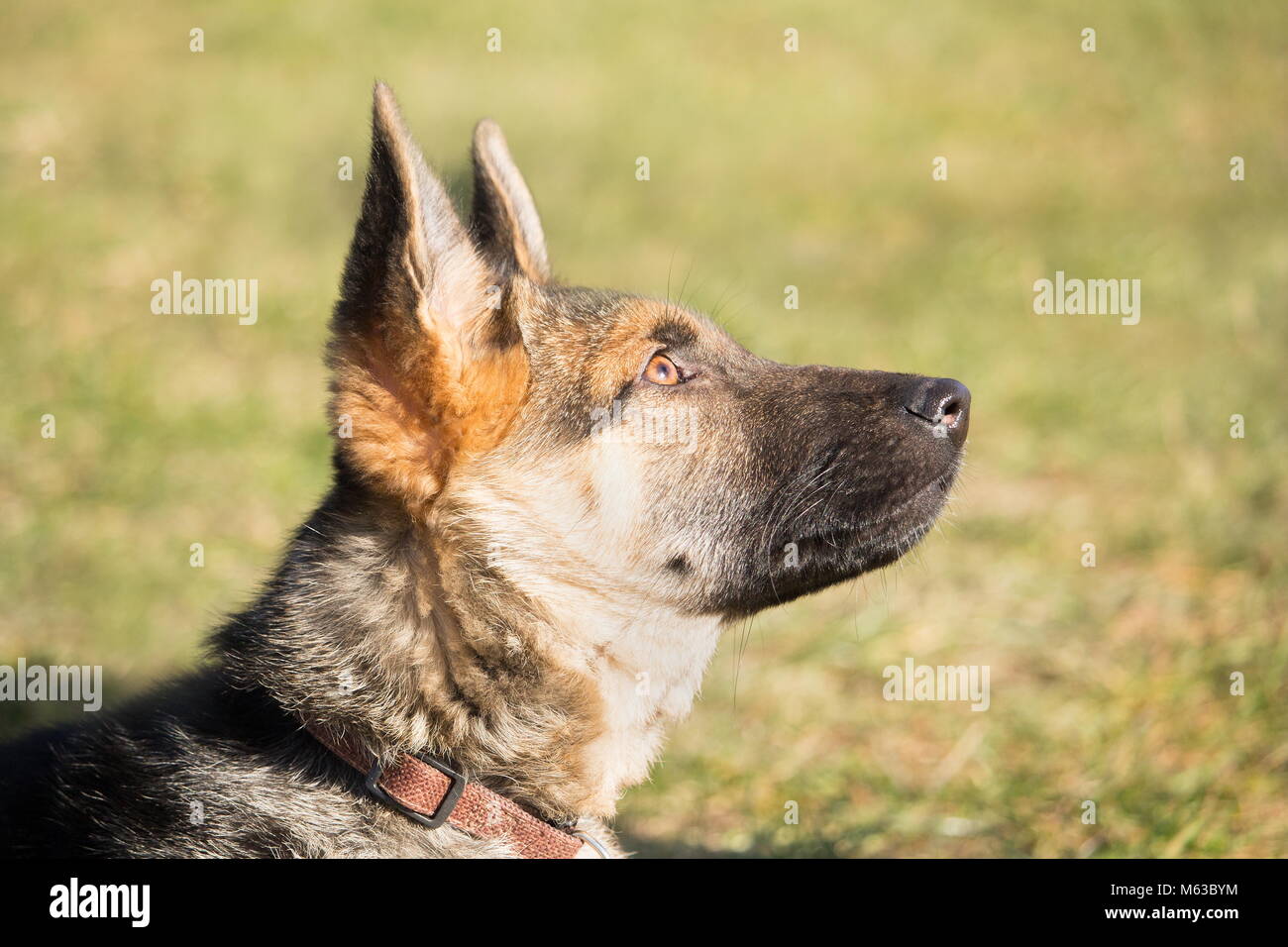 Un portrait d'un chiot berger allemand avec un regard espiègle et attentif à l'écoute de son maître Banque D'Images