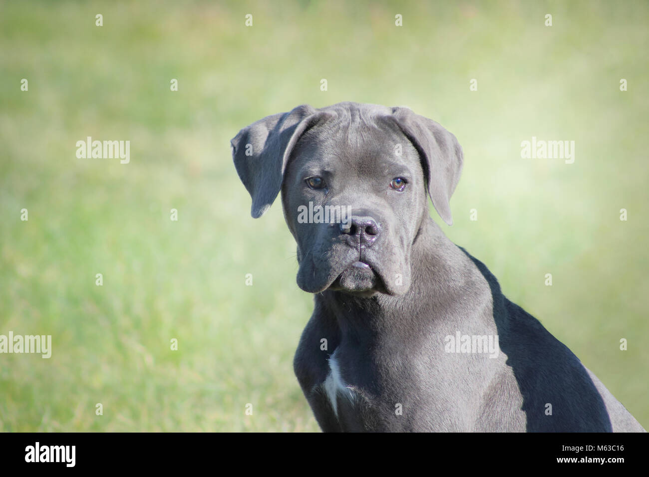Un chiot mastiff cane corso bleu à la tendre et attentionné tout en étant assis dans l'herbe Banque D'Images