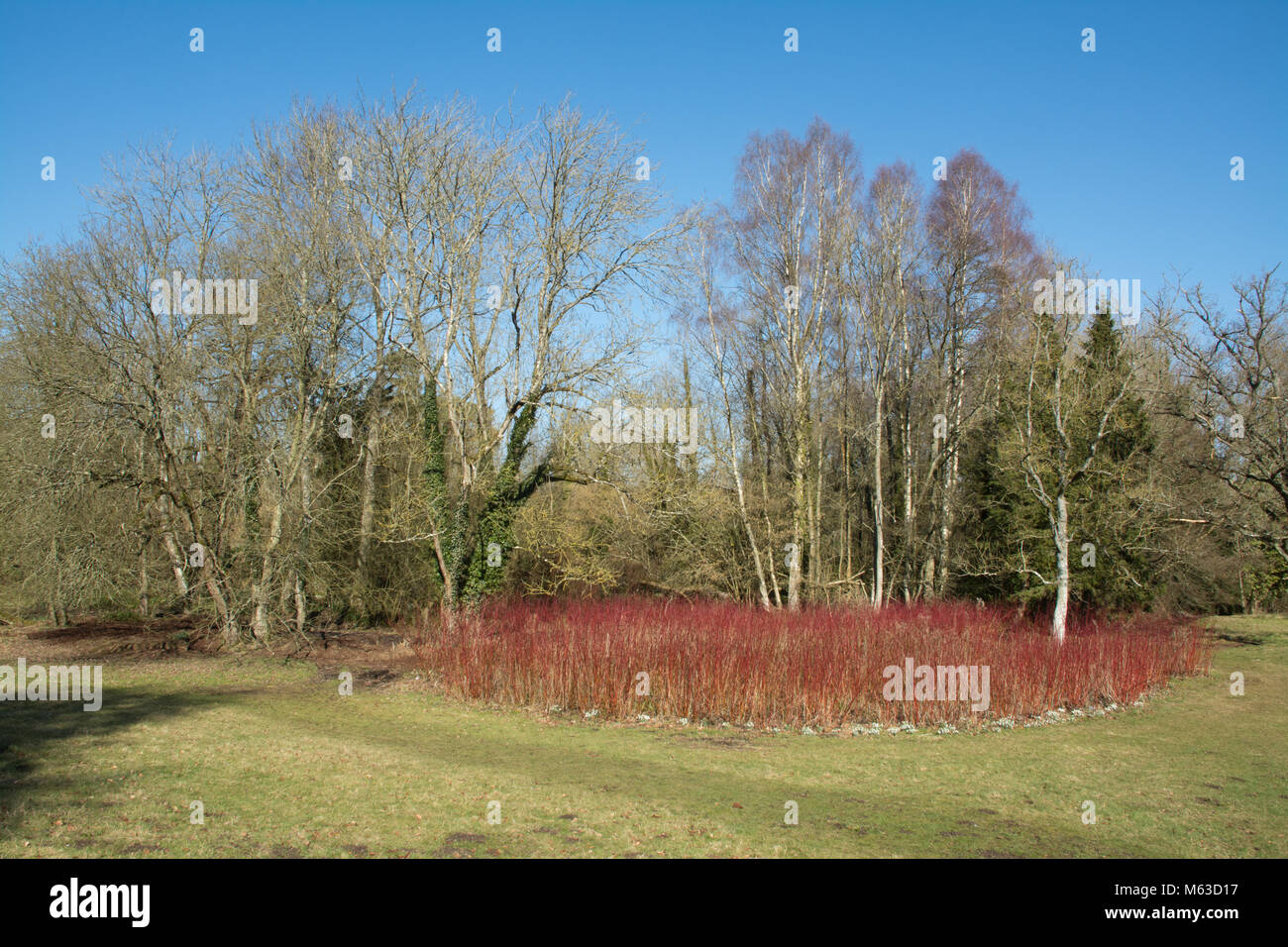 Welford Park country estate en Berkshire, UK - célèbre pour ses perce-neige Banque D'Images