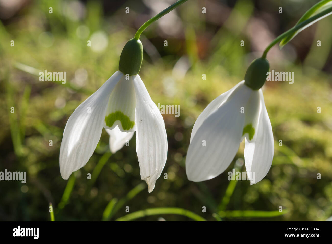 Close-up of two snowdrop Galanthus (fleurs) Banque D'Images