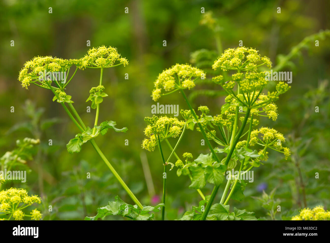 Alexanders Smyrnium olusatrum (floraison) au bord de la route. Banque D'Images