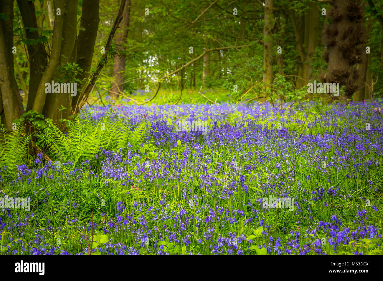 Bluebells de plus en forêt ouverte. Banque D'Images