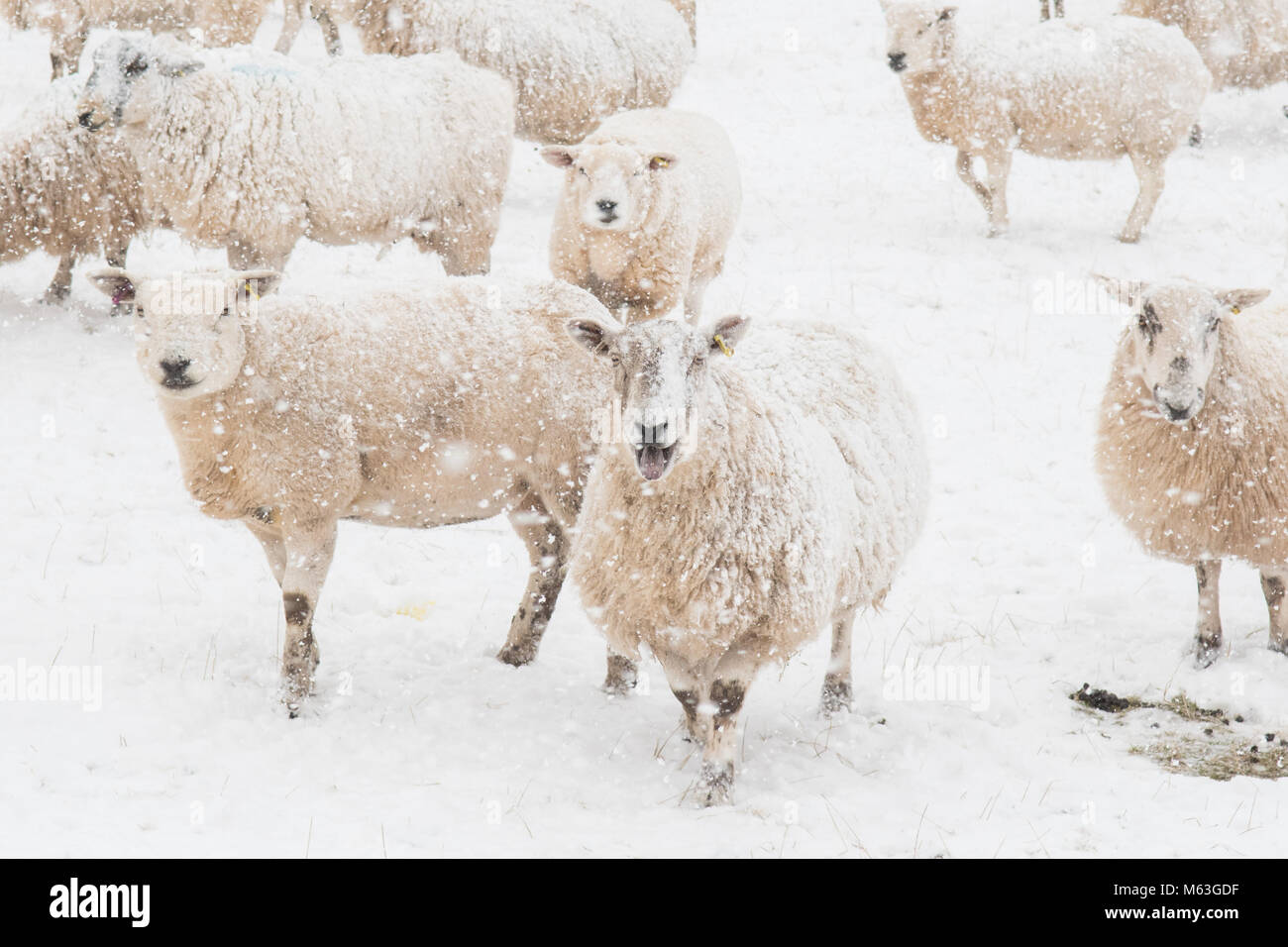 Balfron, Stirlingshire, Scotland, UK. 28 Février, 2018. UK - les moutons dans l'espoir de nourriture dans la neige lourde, in Hartley, Stirlingshire Crédit : Kay Roxby/Alamy Live News Banque D'Images