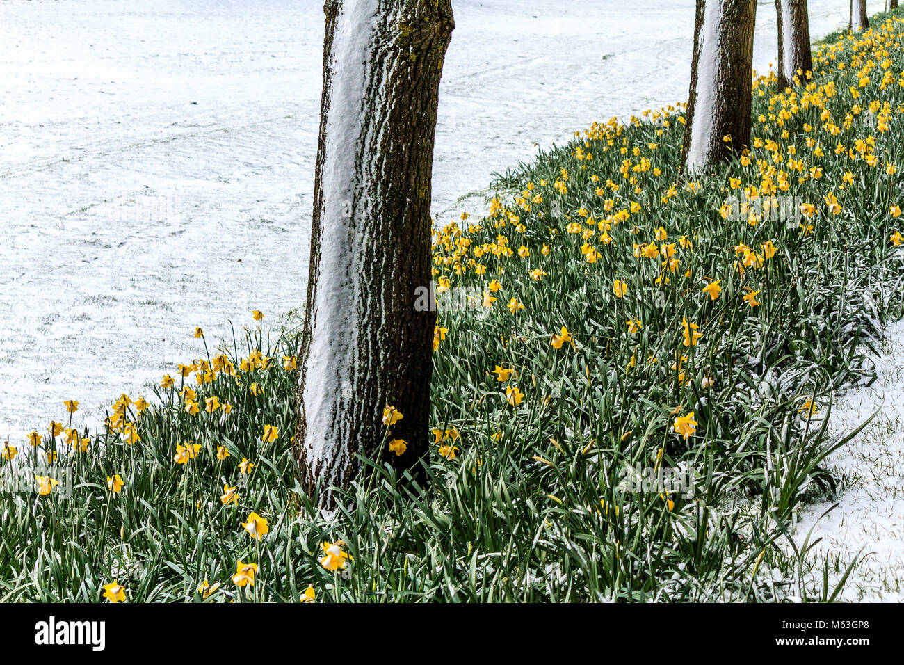 Torquay, Royaume-Uni. 28 Février, 2018. Bête de l'est atteint avec Devon printemps mis en attente avec les jonquilles entouré par la neige sur la côte sud à Torbay Torquay, Devon, UK,. Credit : JHNews / Alamy Live News Banque D'Images