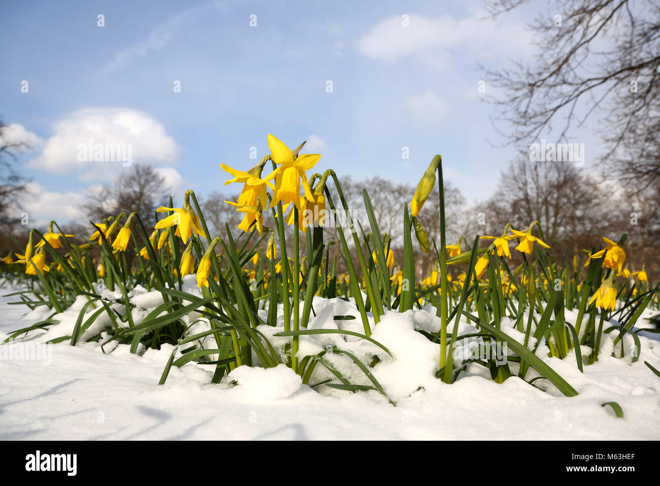 Londres, Royaume-Uni. 28 Février, 2018. Défier la neige et les jonquilles fleurissent malgré le long hiver, annonçant le début du printemps à St James Park, Londres Crédit : Paul Brown/Alamy Live News Banque D'Images