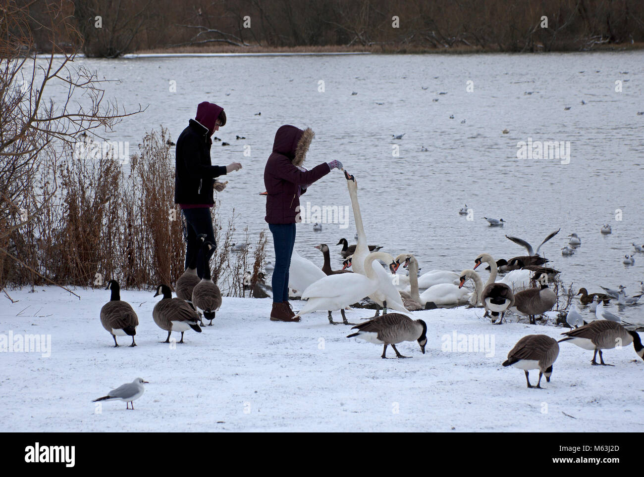 28 février 2018, Édimbourg, Écosse Holyrood Park. Les canards et cygnes oiseaux affamés se rassemblent pour se nourrir en les lochs pendant une accalmie entre les tempêtes de neige Banque D'Images