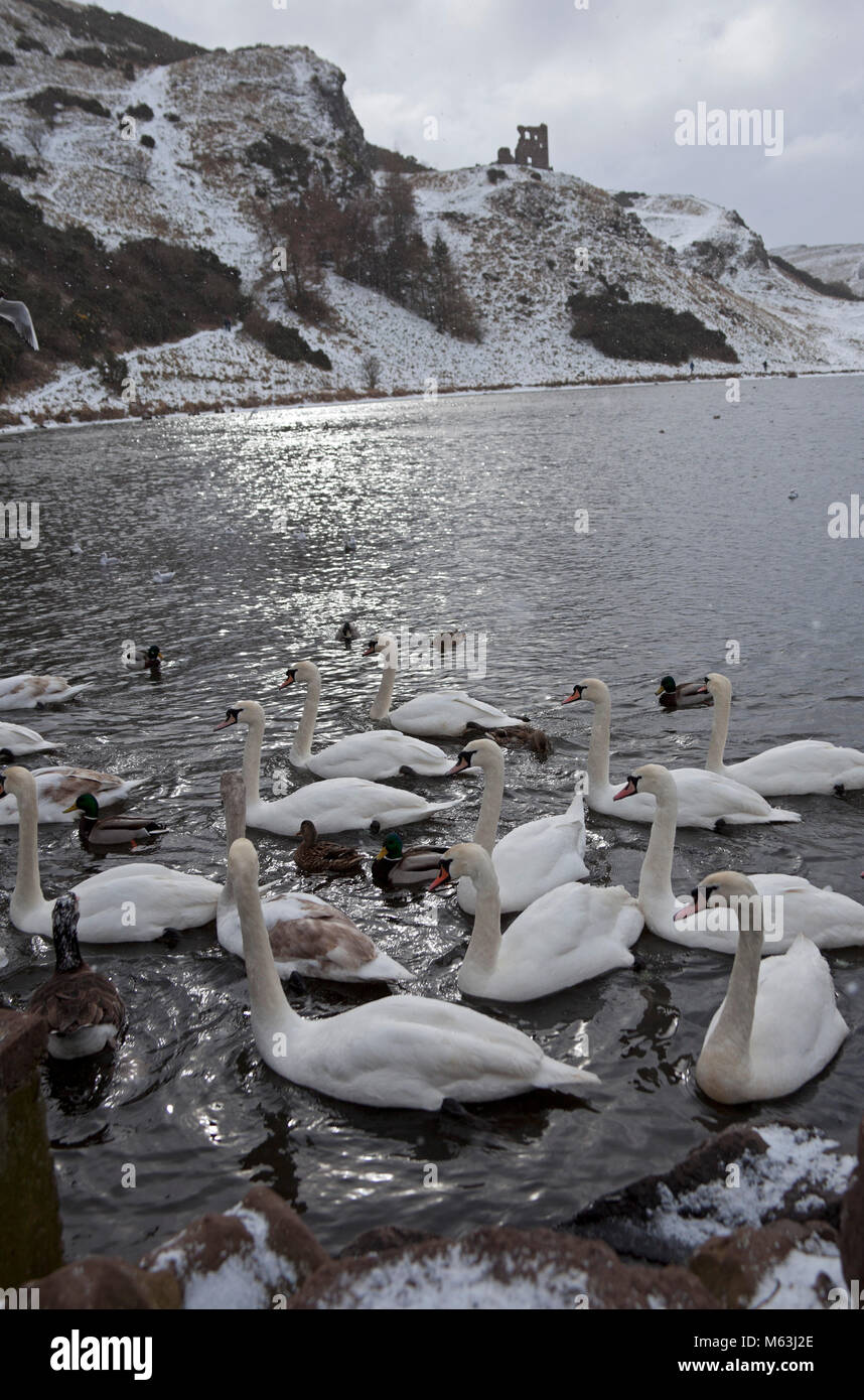 28 février 2018, Édimbourg, Écosse Holyrood Park. Les canards et cygnes oiseaux affamés se rassemblent pour se nourrir en les lochs pendant une accalmie entre les tempêtes de neige Banque D'Images