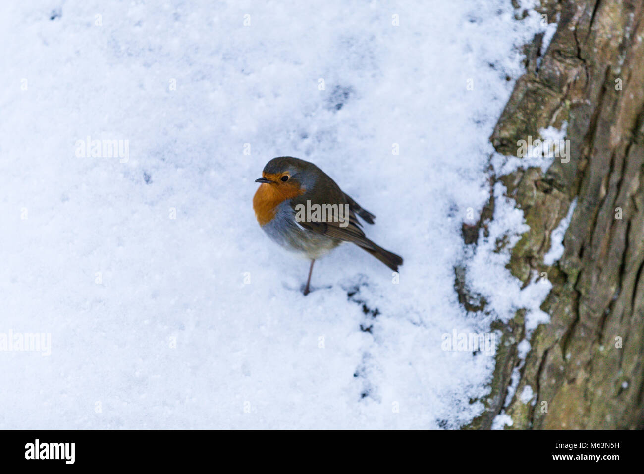 Celbridge, Kildare, Irlande. 28 févr. 2018 Irlande : la météo. Bête de l'est hits villages irlandais. La neige lourde chute de Meknès. Robin Brids jouent dans la neige. Banque D'Images