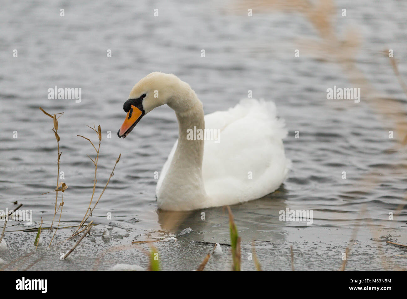 Celbridge, Kildare, Irlande. 28 févr. 2018 Irlande : la météo. Bête de l'est hits villages irlandais. La neige lourde chute de Meknès. Les cygnes et les canards dans le parc de Castletown Celbridge Banque D'Images