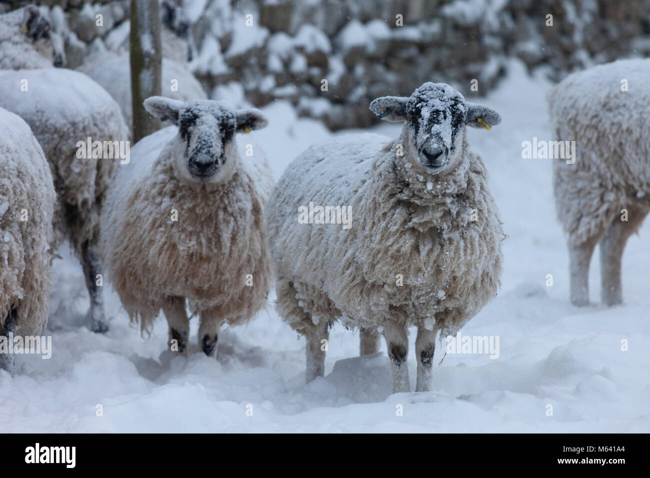 Comté de Durham. ROYAUME-UNI. Mercredi 28 février 2018. Météo Royaume-Uni. Moutons prenant refuge du blizzard à Teesdale. Il y a un avertissement météorologique de met Office Amber pour la neige dans le nord de l'Angleterre où il y a eu 6 pouces de neige pendant la nuit sur les 4 pouces qui sont tombés hier. Crédit : David Forster/Alay Live News Banque D'Images