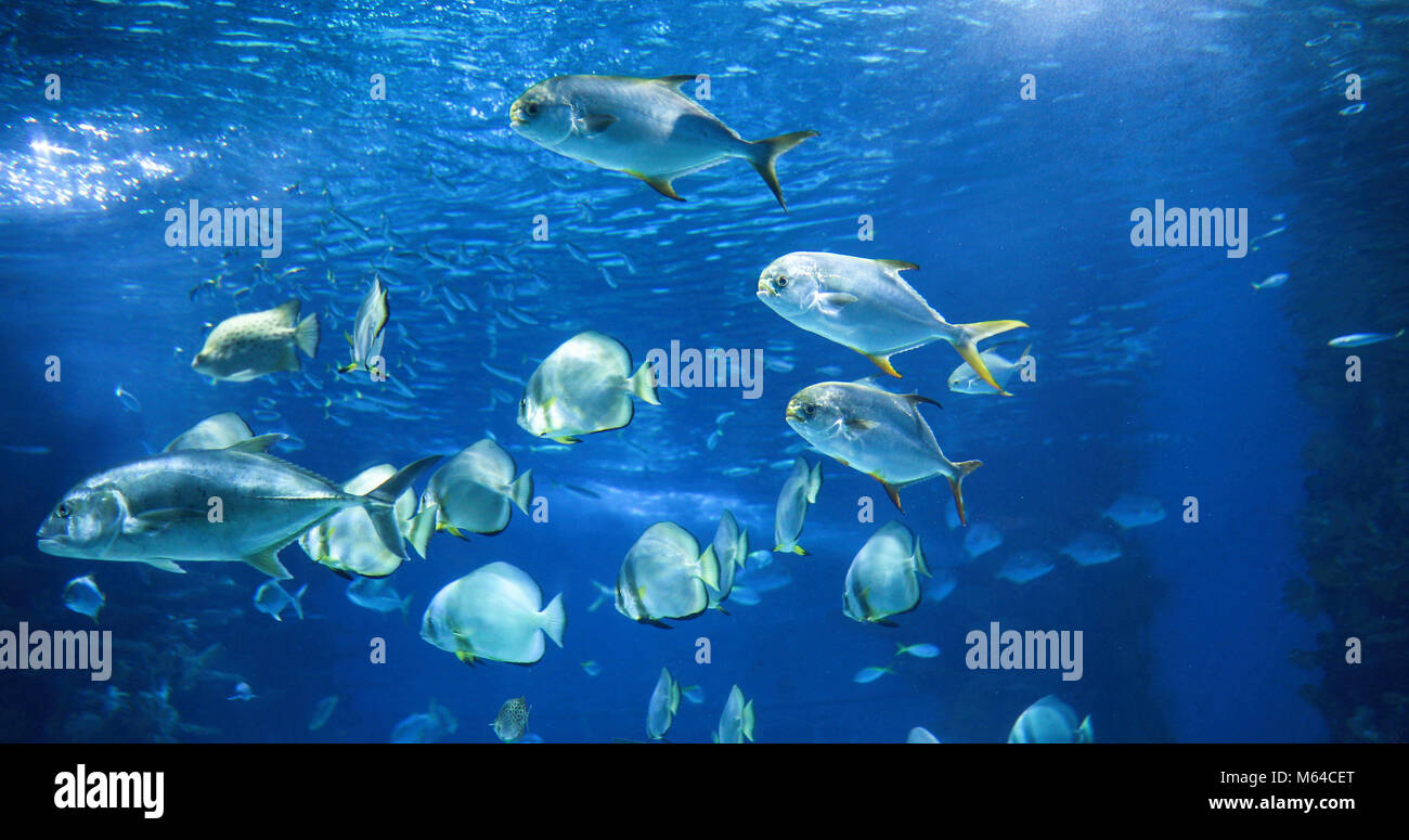 Photo de groupe de poissons nager sous l'eau Banque D'Images