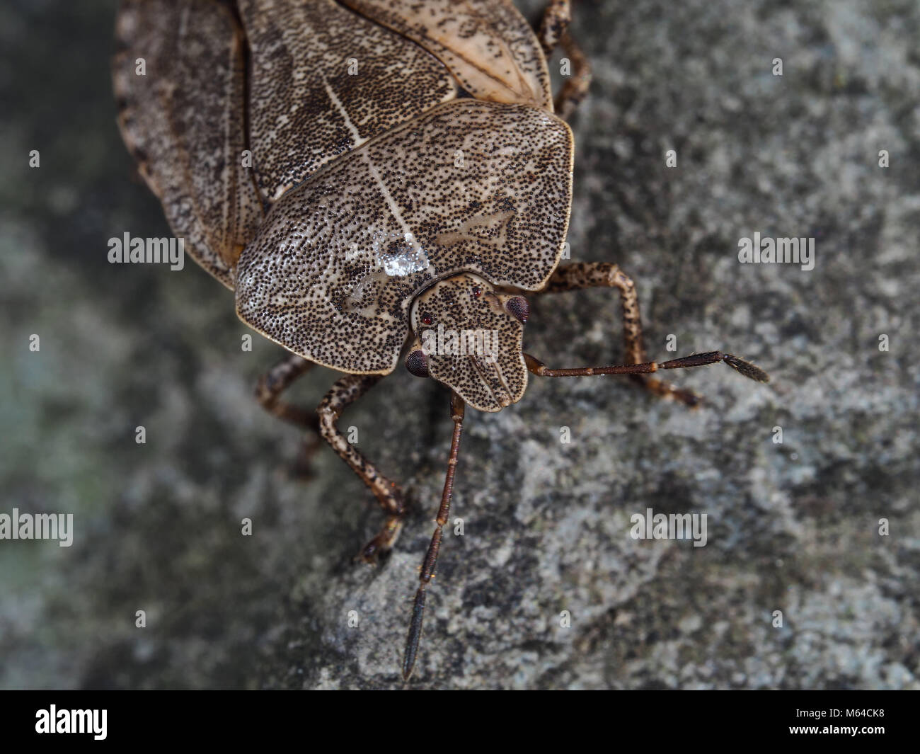 Menecles insertus stink bug close-up head voir l'état de New York, USA, Octobre 2017 Banque D'Images