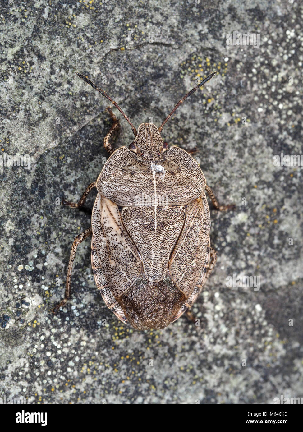 Menecles insertus stink bug close-up, full body voir l'état de New York, USA, Octobre 2017 Banque D'Images