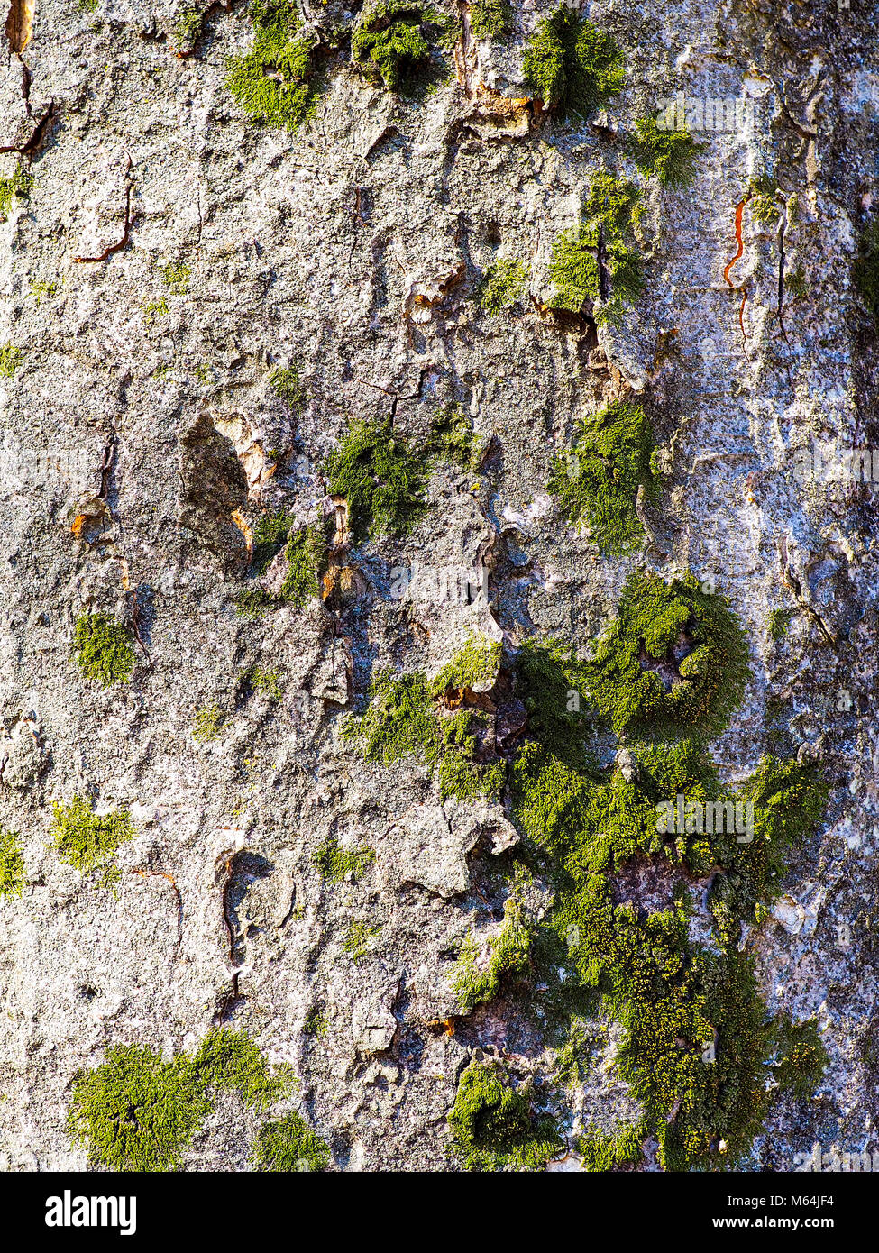 Tronc gris vert vif avec mousse. Mousse verte dynamique poussant naturellement dans les patchs sur cette forêt tronc d'arbre pour ce contexte photo. Banque D'Images