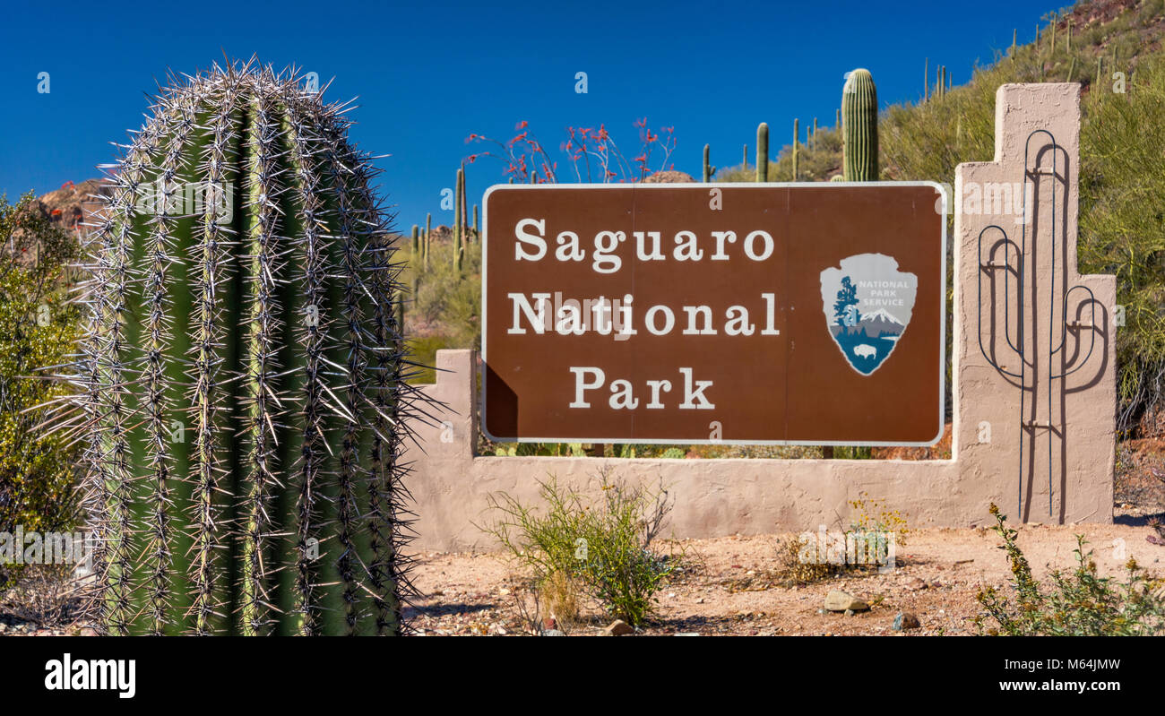 Saguaro cactus Saguaro National Park, signe, désert de Sonora, en Arizona, USA Banque D'Images