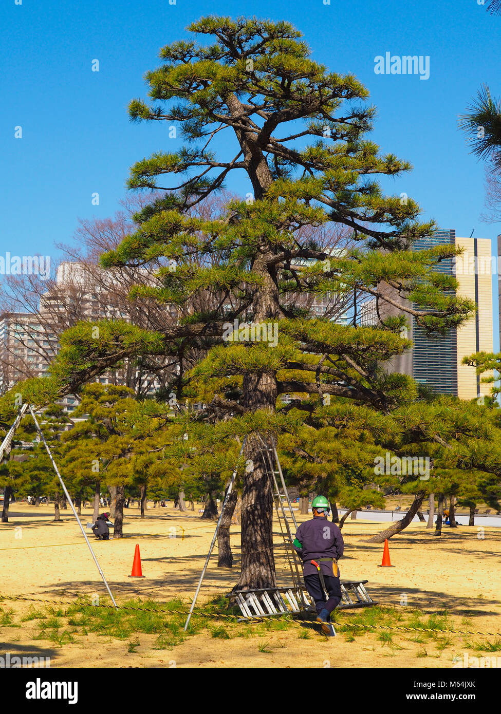Un arboriculteur, tree surgeon, à Tokyo au Japon. Un grand pin noir japonais style bonsai Pinus thunbergii, centre-ville, dans un parc de Tokyo Banque D'Images