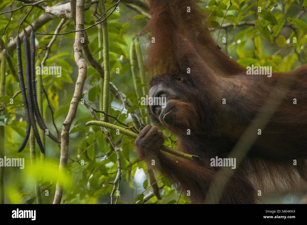 Un orang-outan femelle sauvage se nourrissant dans Danum Valley Conservation Area, Bornéo en Malaisie. Banque D'Images