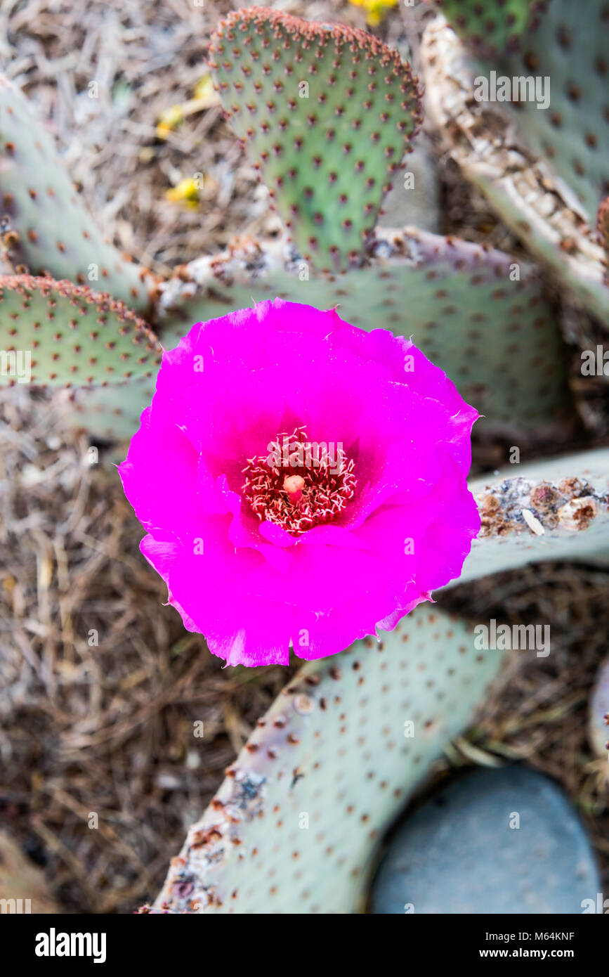 Oponce de castor, Opuntia basilaris, fleuris, désert de Sonora, Casa Grande Ruins National Monument, Coolidge, Arizona, USA Banque D'Images