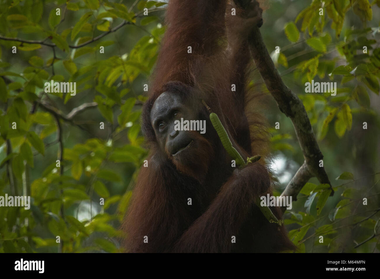 Un orang-outan femelle sauvage se nourrissant dans Danum Valley Conservation Area, Bornéo en Malaisie. Banque D'Images