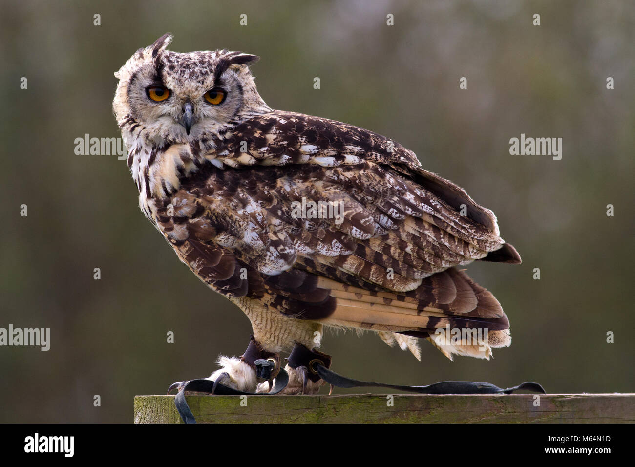 Grand-duc d'Amérique (Bubo virginianus) Harengs à Green Farm falconry centre Banque D'Images