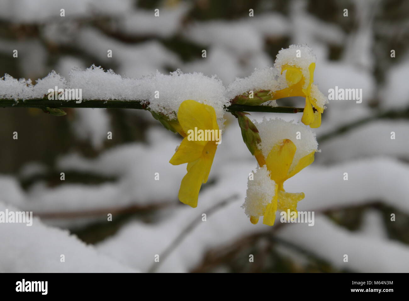 Jasmin nudiflorum couvertes de neige Banque D'Images