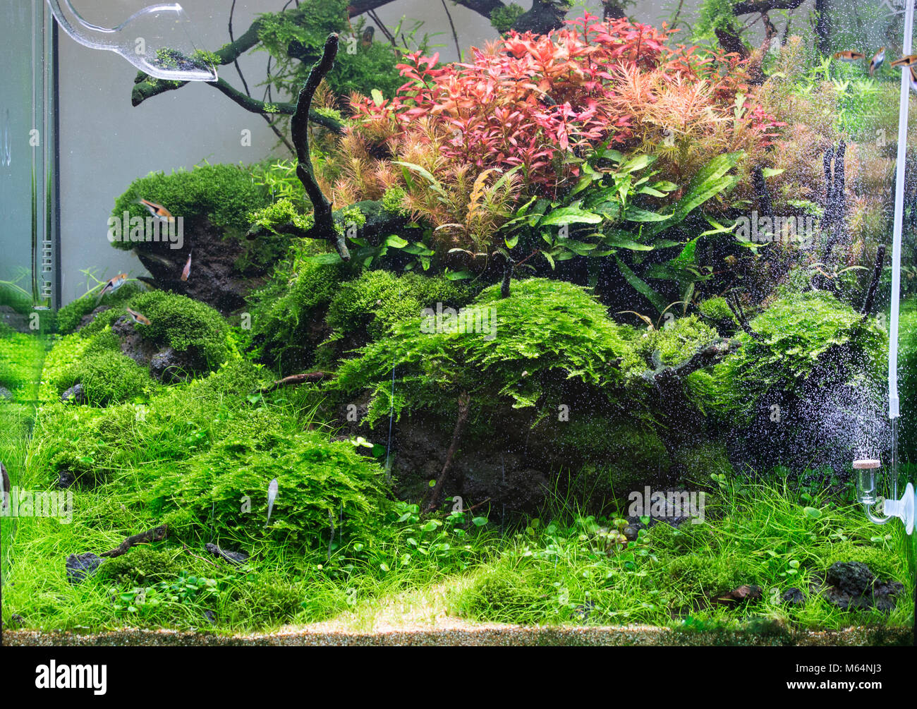 Magnifique aquarium d'eau douce tropicaux plantés avec des poissons Banque D'Images