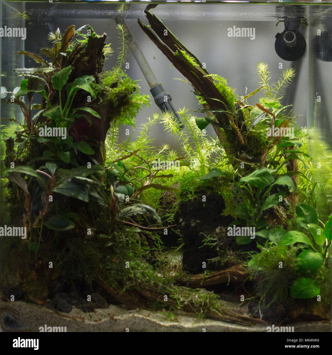 Magnifique aquarium d'eau douce tropicaux plantés avec des poissons Banque D'Images