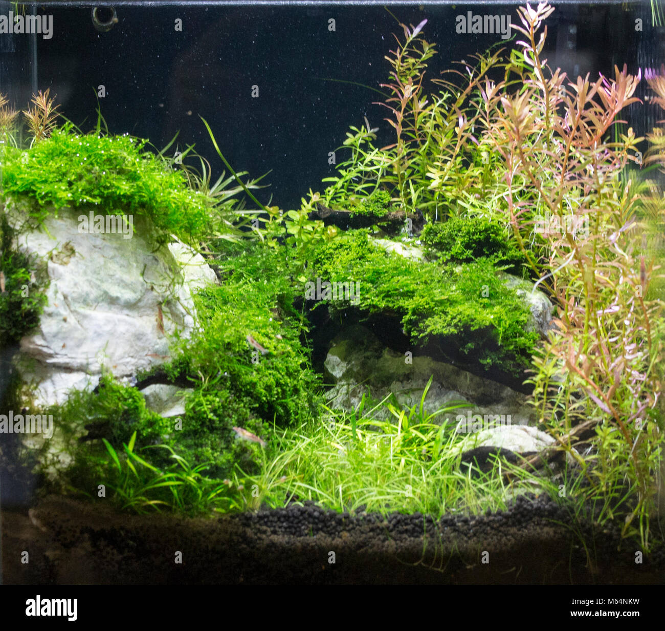 Magnifique aquarium d'eau douce tropicaux plantés avec des poissons Banque D'Images