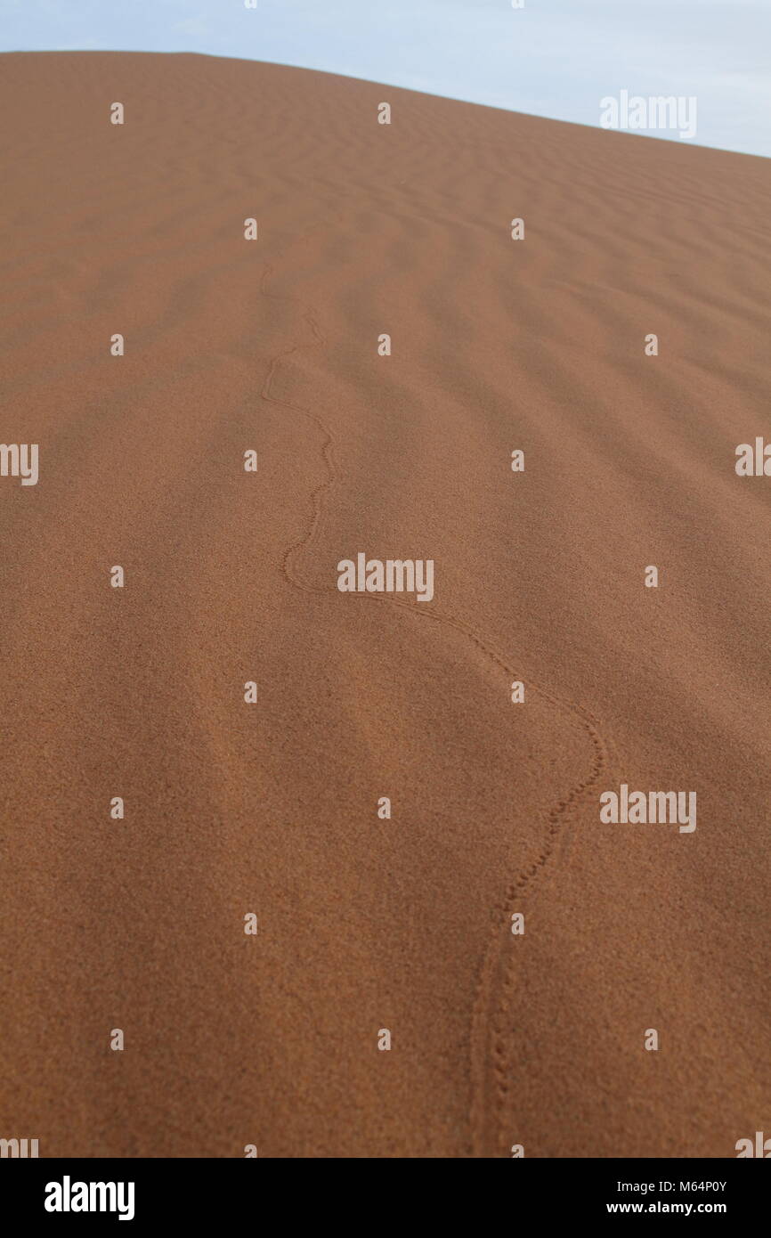 Empreintes sur une dune de sable marocain Banque D'Images