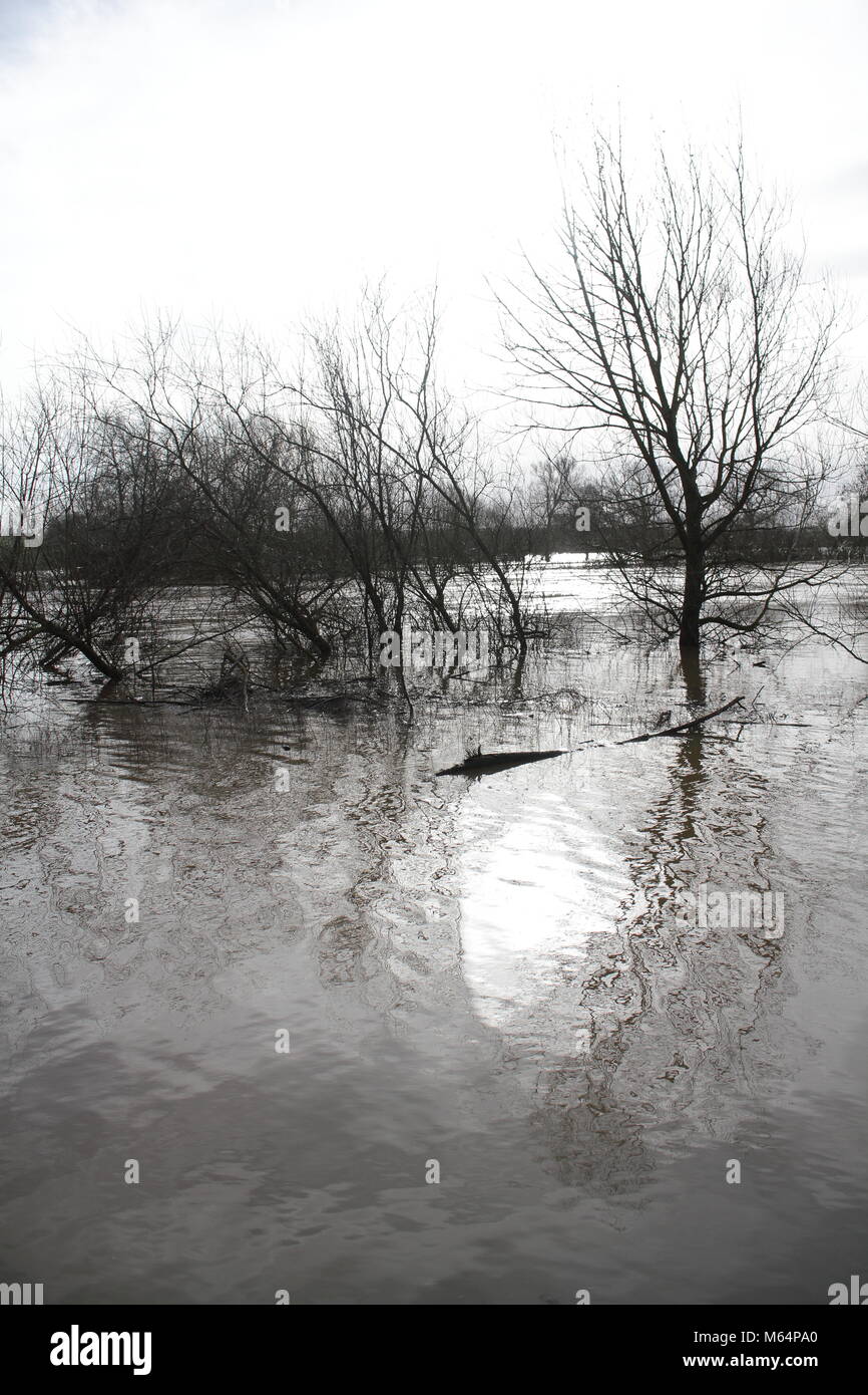 Réflexions d'arbres à Severn inondation. Banque D'Images
