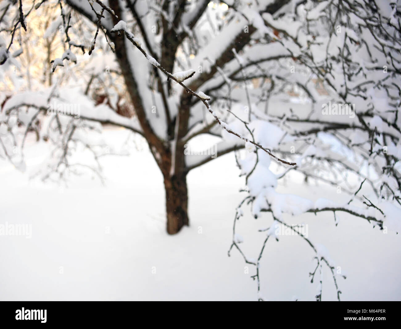Un seul arbre fruitier couvert de neige dans un jardin d'hiver, scène frosty Banque D'Images