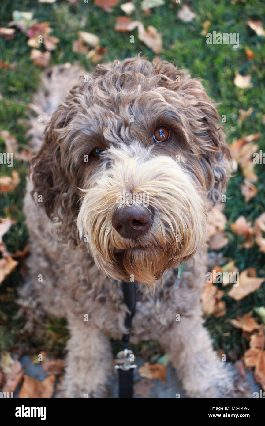 Labradoodle Banque D'Images