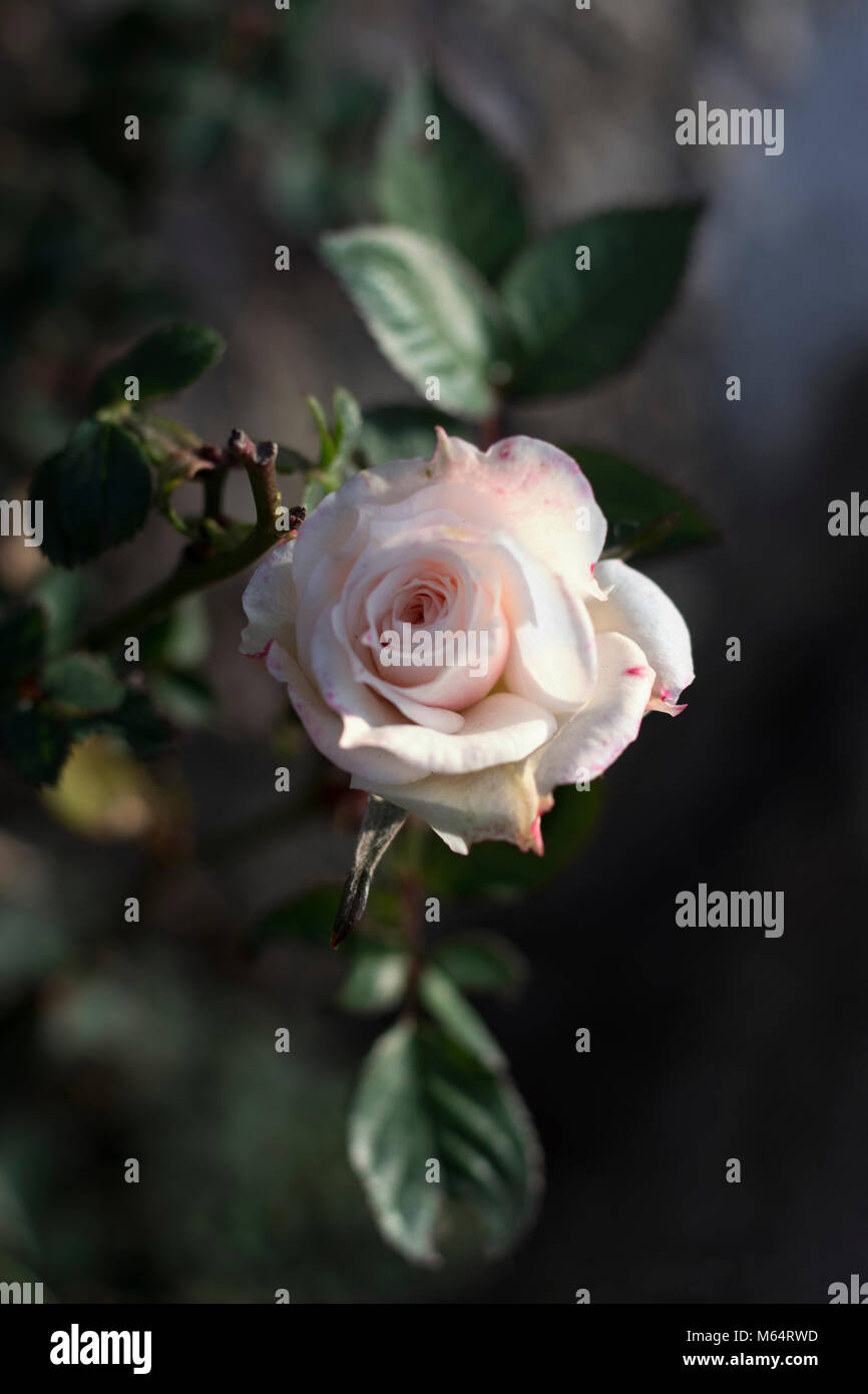 Rose Banque D'Images