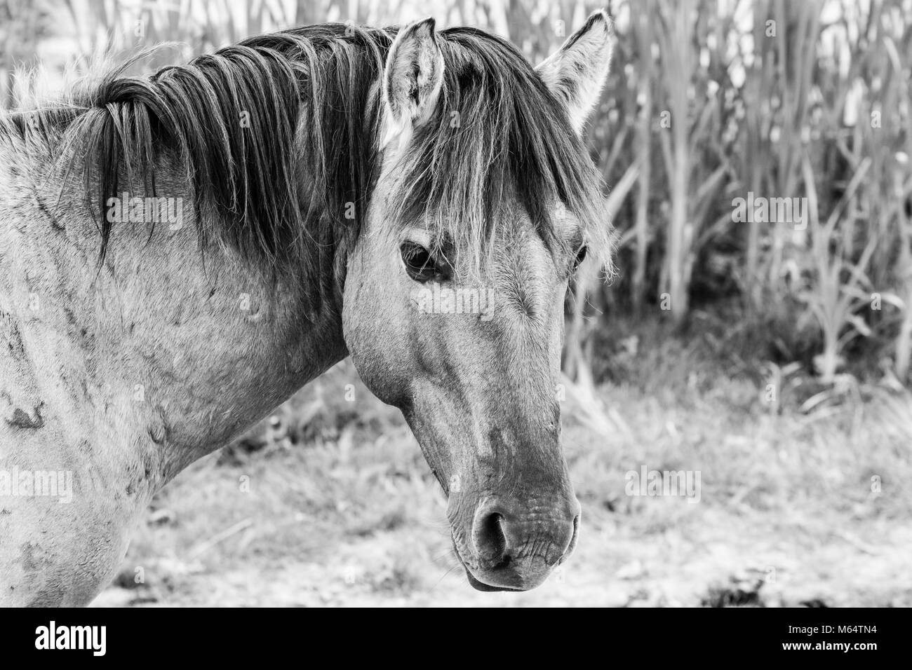 Photo monochrome des chevaux sauvages dans un champ près de l'eau Banque D'Images