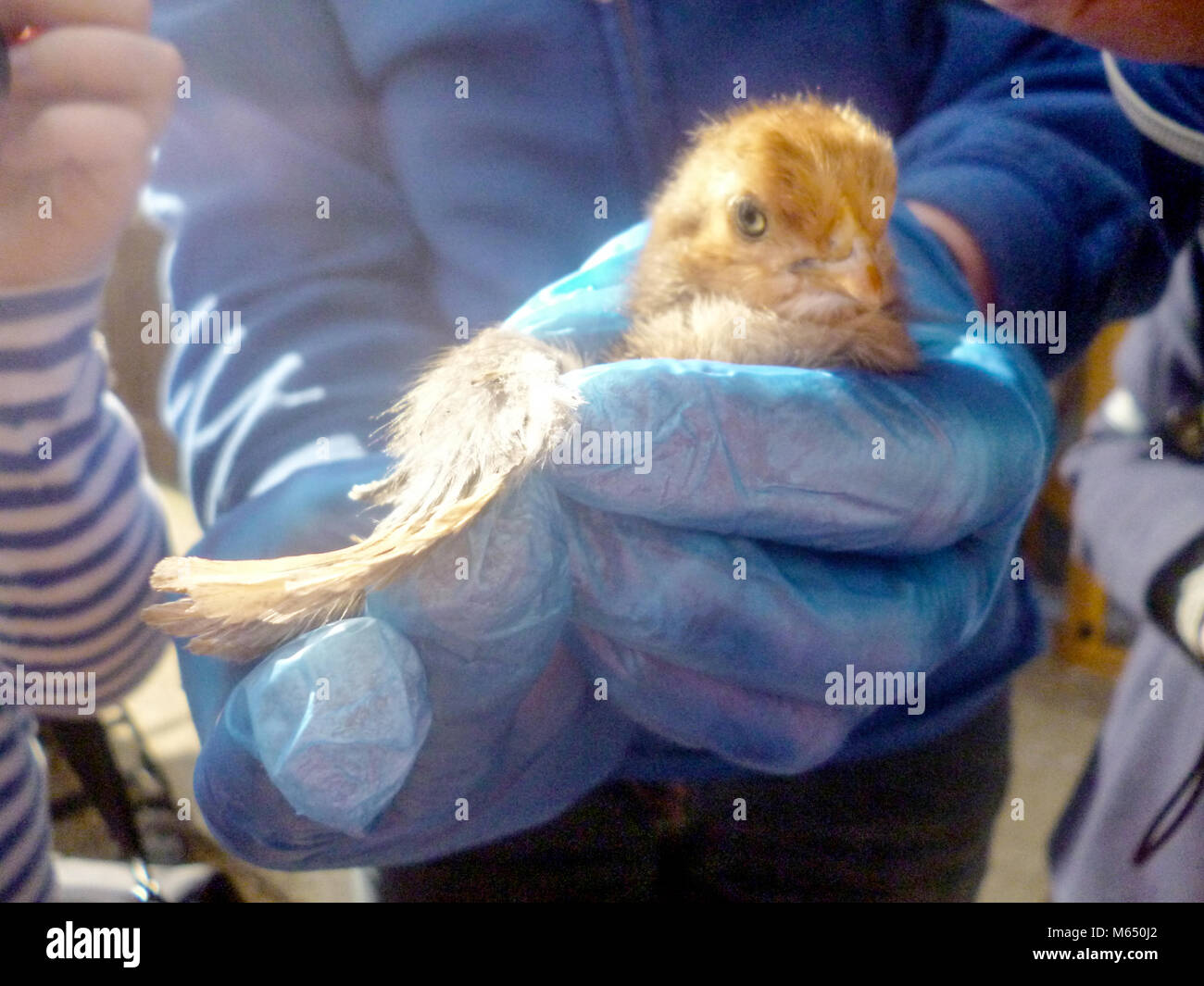 Tout Petit Bebe Poussin Dans La Main De L Echelle Montrant D Oiseau Tres Soft Focus A Mettre L Accent Sur Le Bas De La Couche Photo Stock Alamy