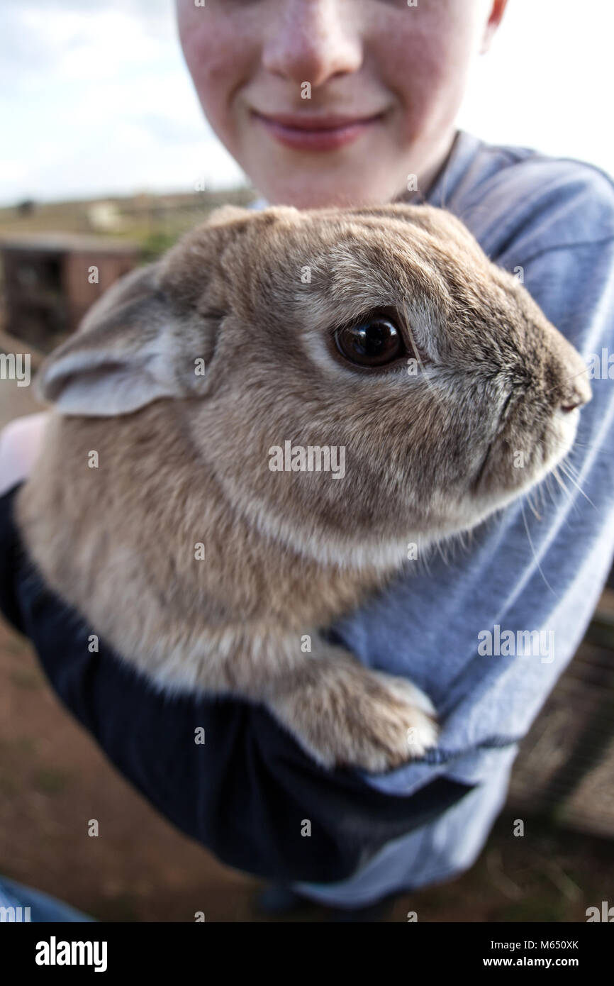 Young British boy holding / câlins lapin dans les bras, Close up de lapins face looking at camera Banque D'Images