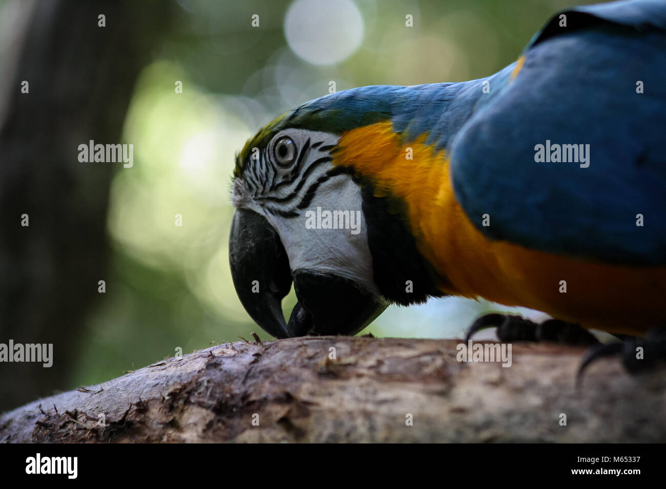 Ara bleu et jaune au Brésil Banque D'Images