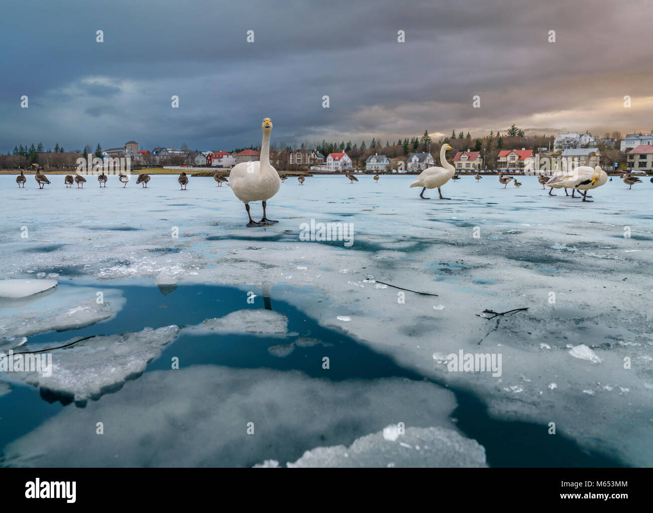 La vie d'oiseaux sur l'étang de Reykjavik, l'hiver, Reykjavik, Islande Banque D'Images
