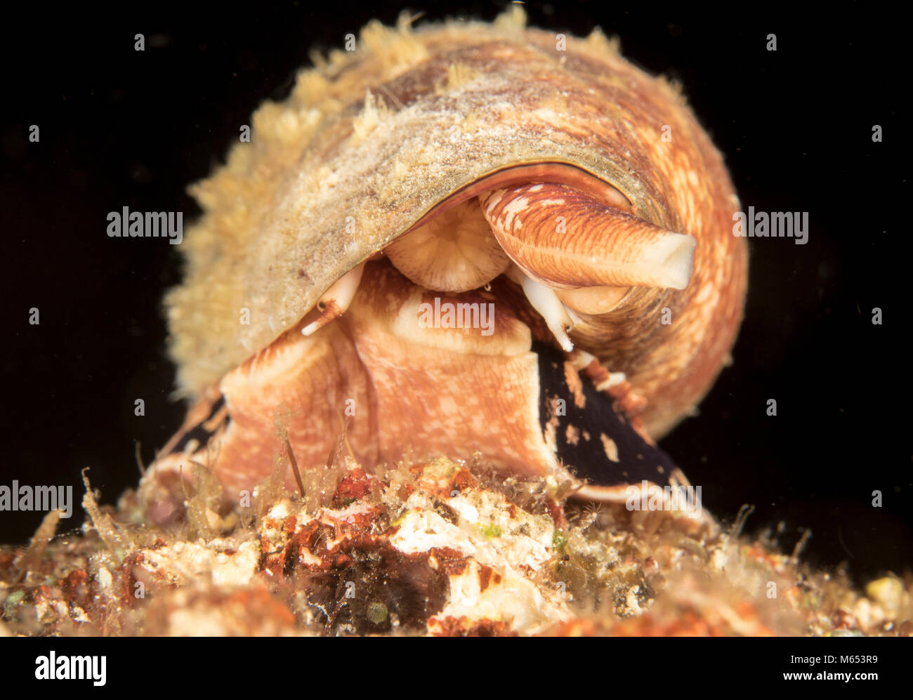 Conus geographus est le plus meurtrier au monde conidae. Ici on trouve la chasse sur un mont sous-marin en Papouasie Nouvelle Guinée. Banque D'Images