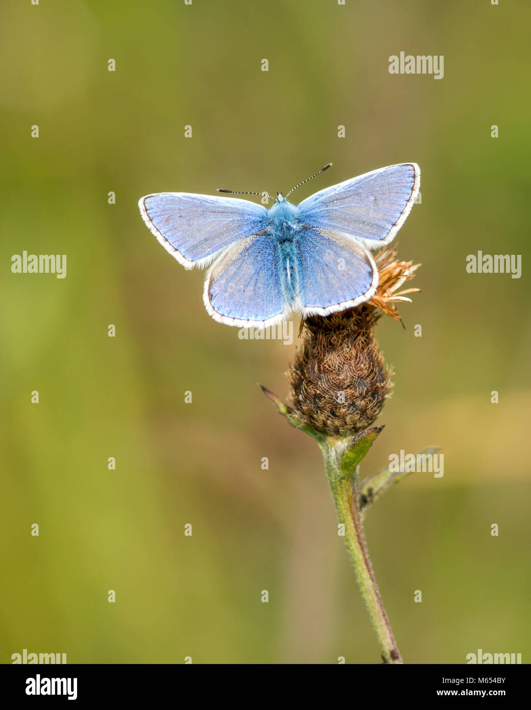 Papillon Bleu commun (Polyommatus icarus) avec les ailes ouvertes posé sur fleur de centaurée. Banque D'Images