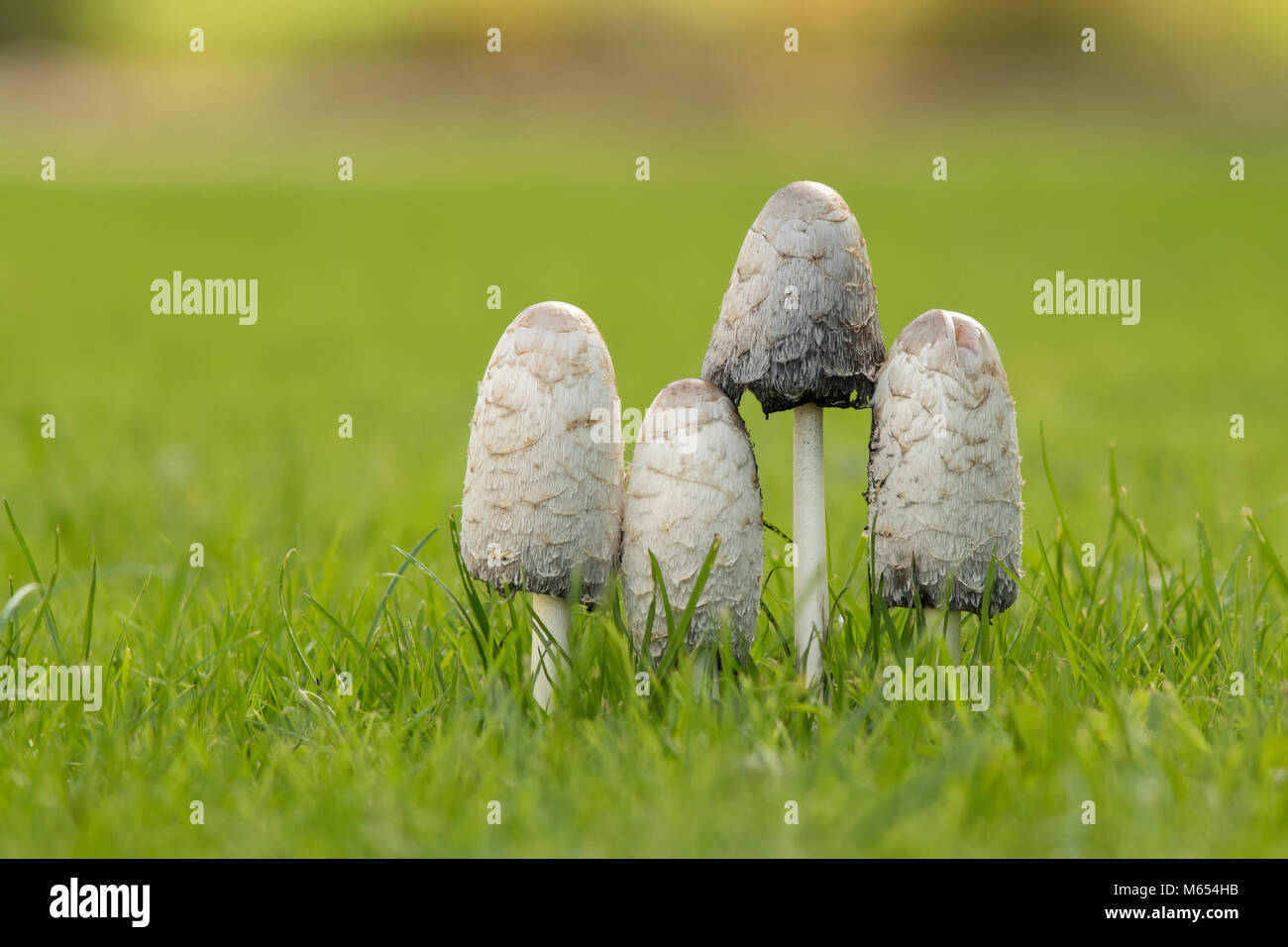Groupe de quatre Shaggy Inkcap champignons (Coprinus comatus) croissant sur une pelouse. Tipperary, Irlande Banque D'Images