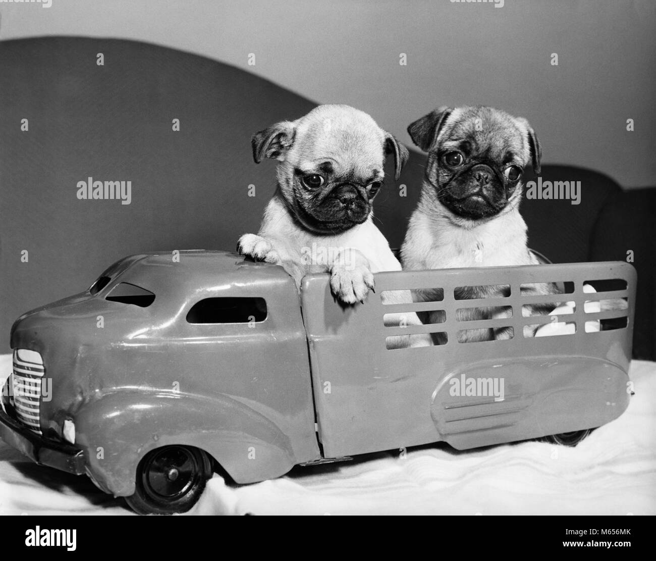 1940 Deux drôles de chien PUG CHIOTS ASSIS EN ARRIÈRE DE CAMION JOUET - d89 HAR001 HARS OLD FASHIONED COURT PUG-MUSELÉE SILVER FAWN PETITE TAILLE SOCIABLE VOLONTAIRE RIDÉE Banque D'Images