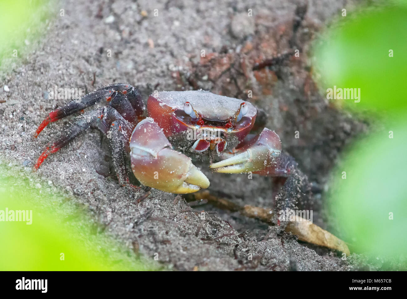 Araignée de mer (Neosarmatium meinerti) dans les mangroves sur Praslin, Seychelles. Banque D'Images