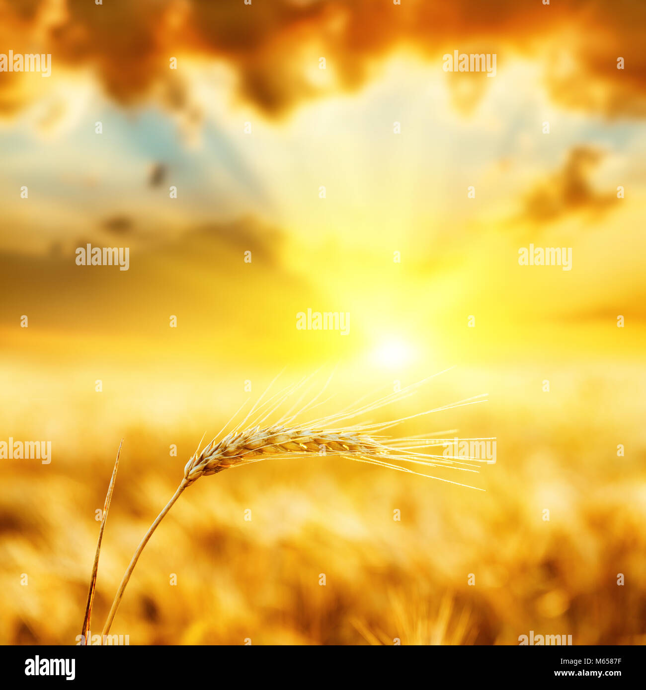 Coucher de soleil sur moisson. soft focus Banque D'Images