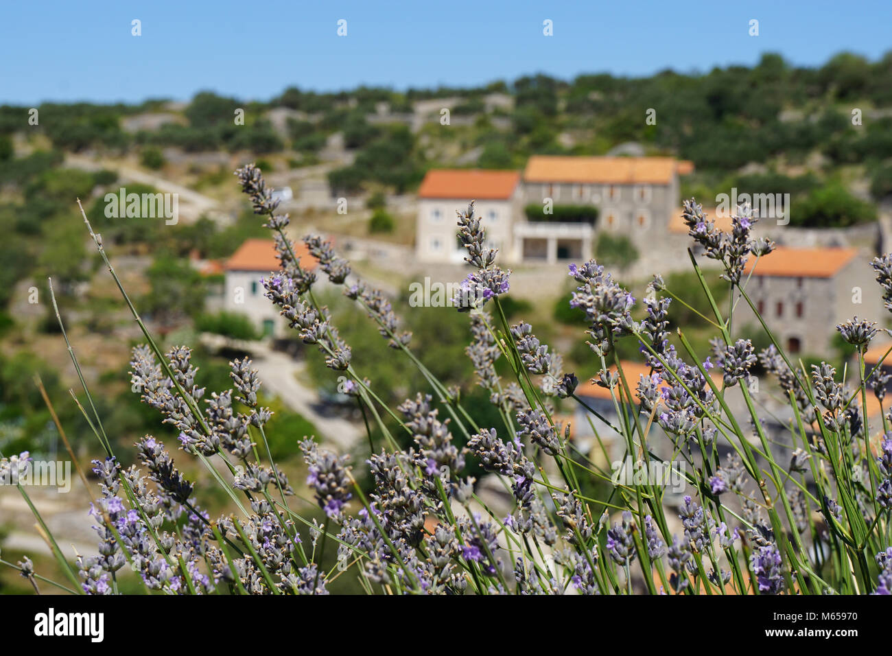 Vue sur Velo Grablje, un village sur l'île de Hvar, Croatie où la lavande a été destilled pendant des années Banque D'Images