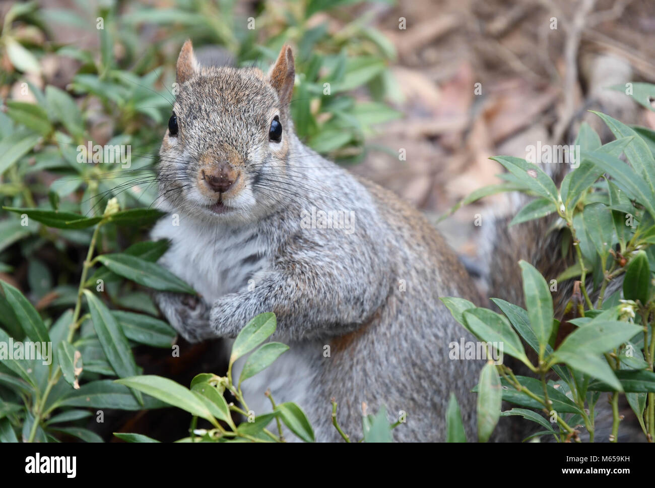L'écureuil gris américain à se cacher dans un buisson dans Central Park, New York City Banque D'Images