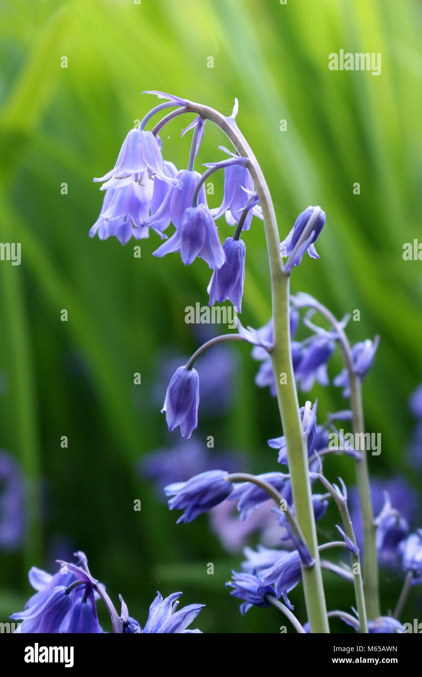 Hyacinthoides hispanica, Espagnol Bluebells Banque D'Images