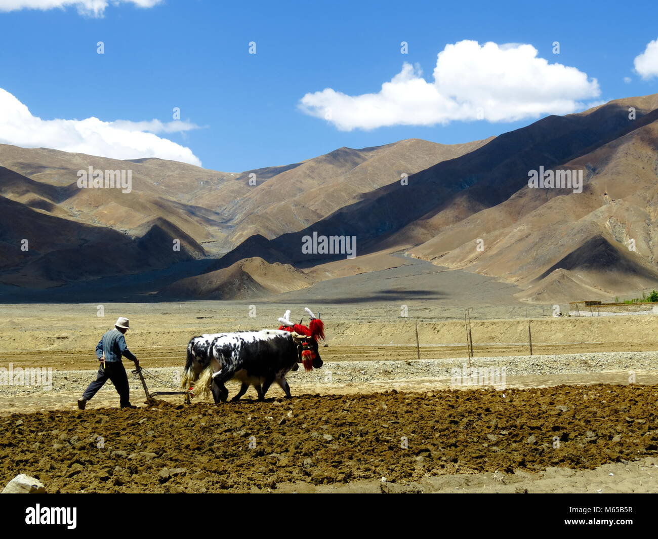 Labourage avec des yaks sur la route entre Shigatse Gyantse et dans la province de Tsang, Tibet Banque D'Images