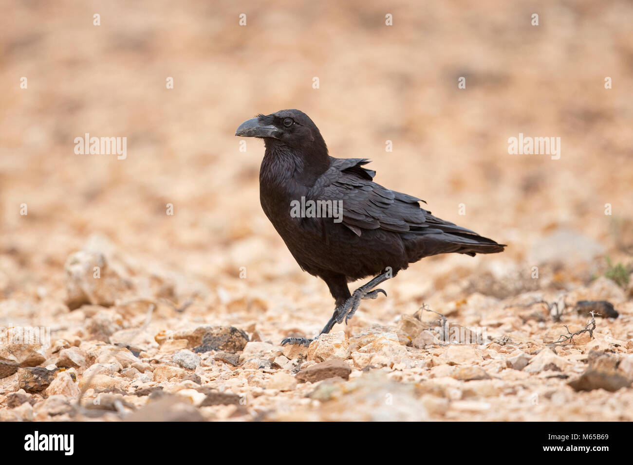 Le corbeau et le canari Banque de photographies et d’images à haute ...