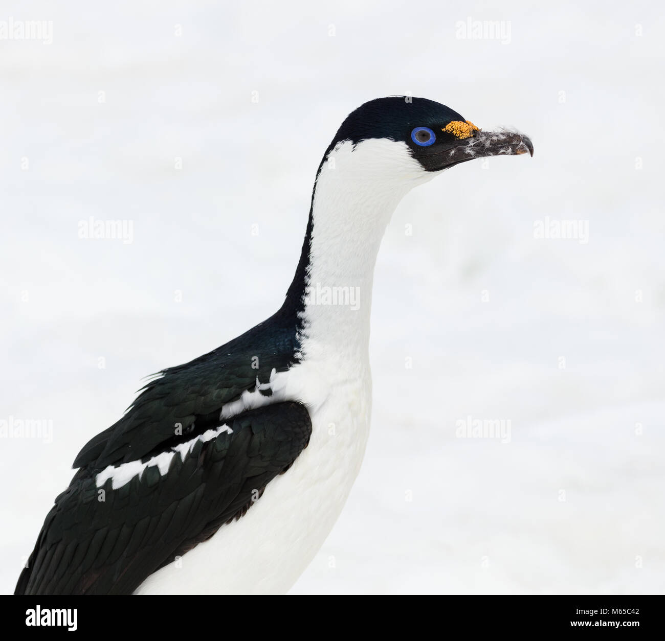 Un beau Shag Antarctique pose sur Half Moon Island dans les îles Shetland du Sud, l'Antarctique. Banque D'Images